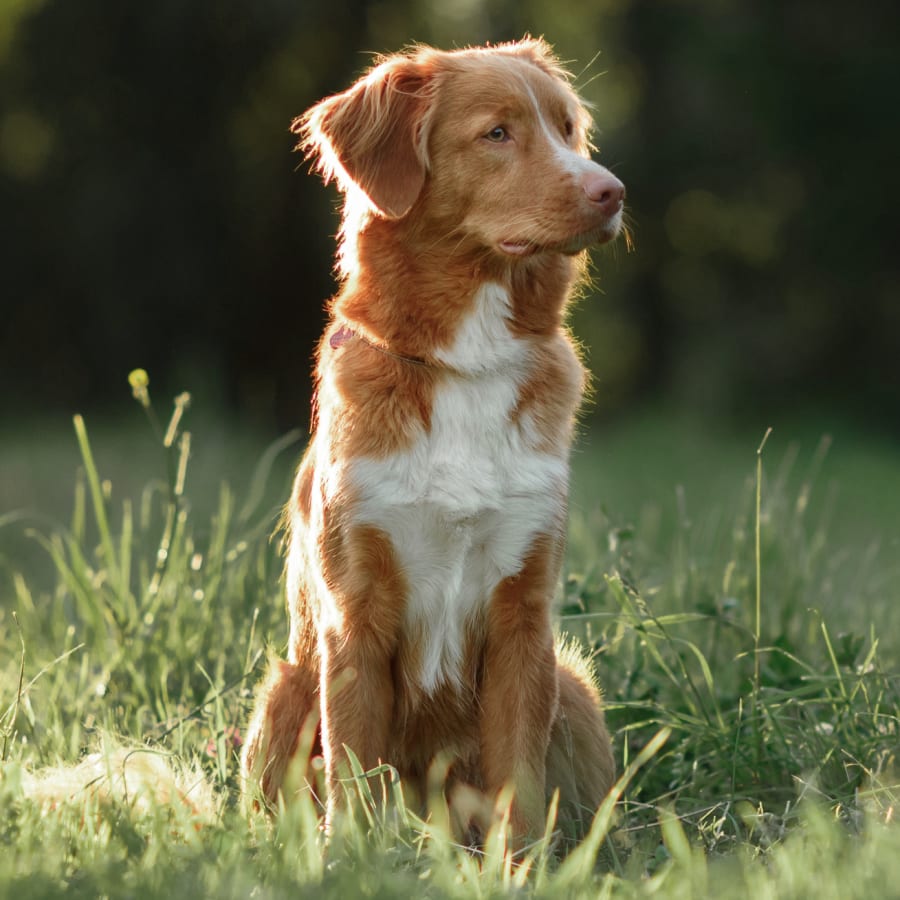 Spanish Trail Pet Clinic in Tucson