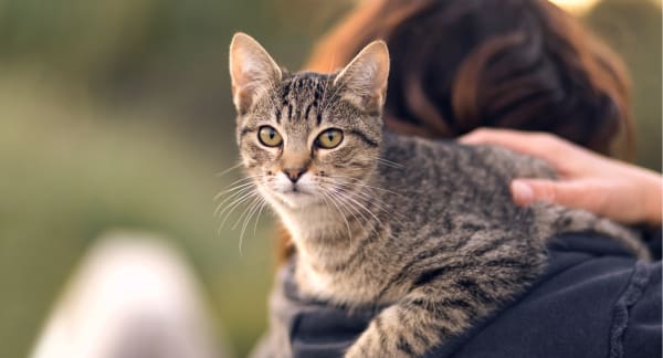 Geriatric Cat Care at Spanish Trail Pet Clinic
