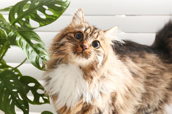 Internal Medicine for Cats in Tucson