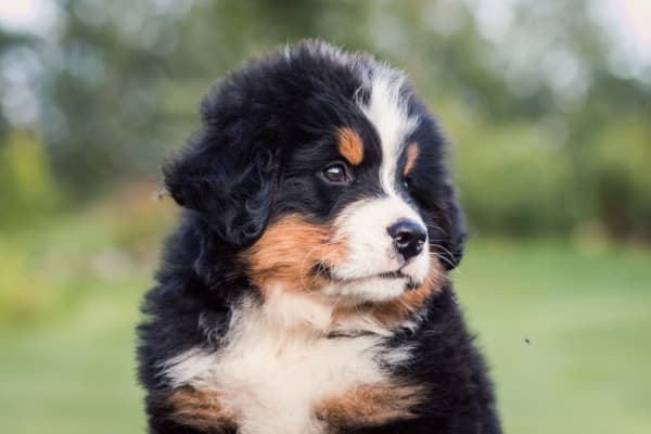 Puppy Vet in Tucson
