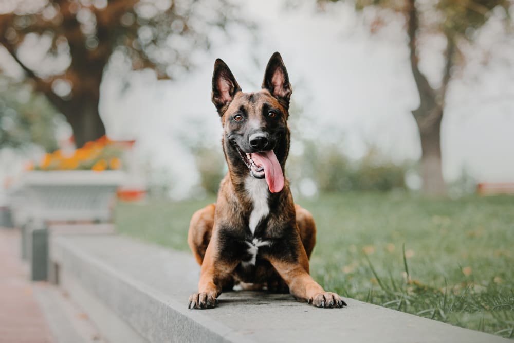 Dog Vaccinations at Spanish Trail Pet Clinic