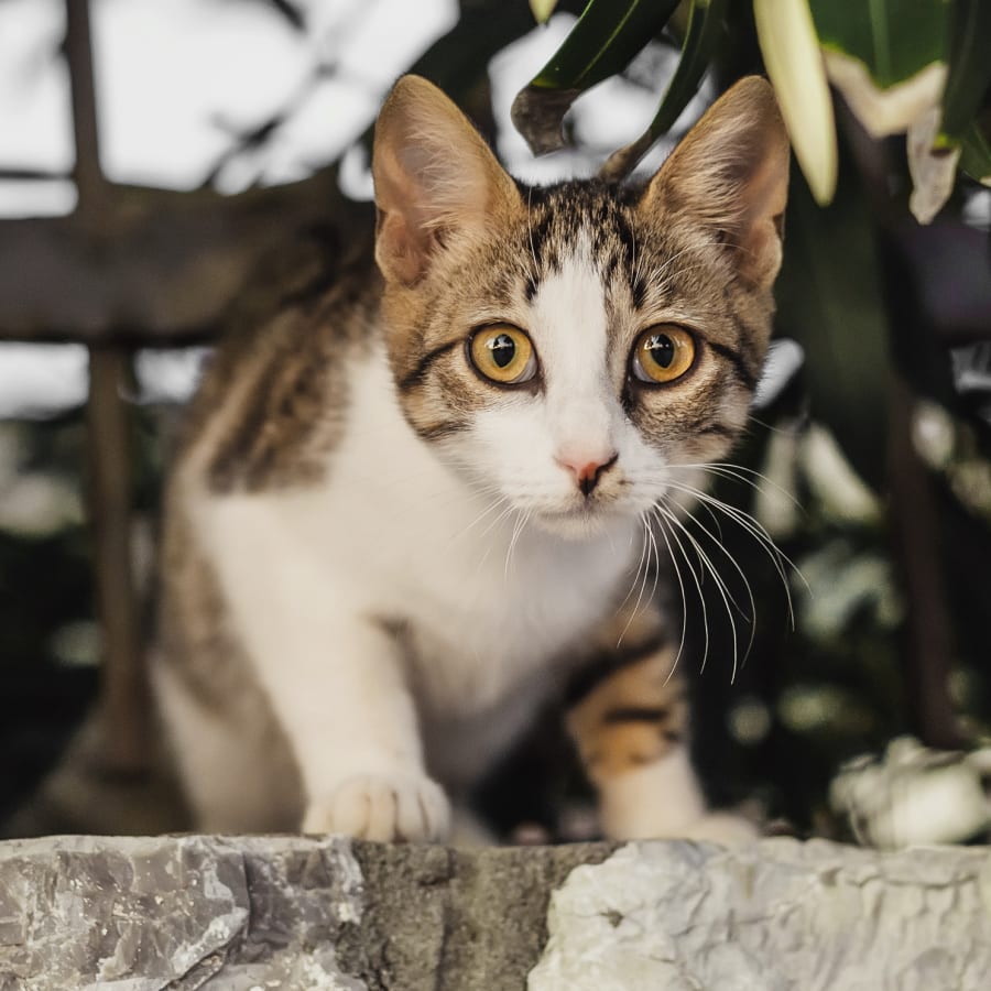 Internal medicine vet in Tucson