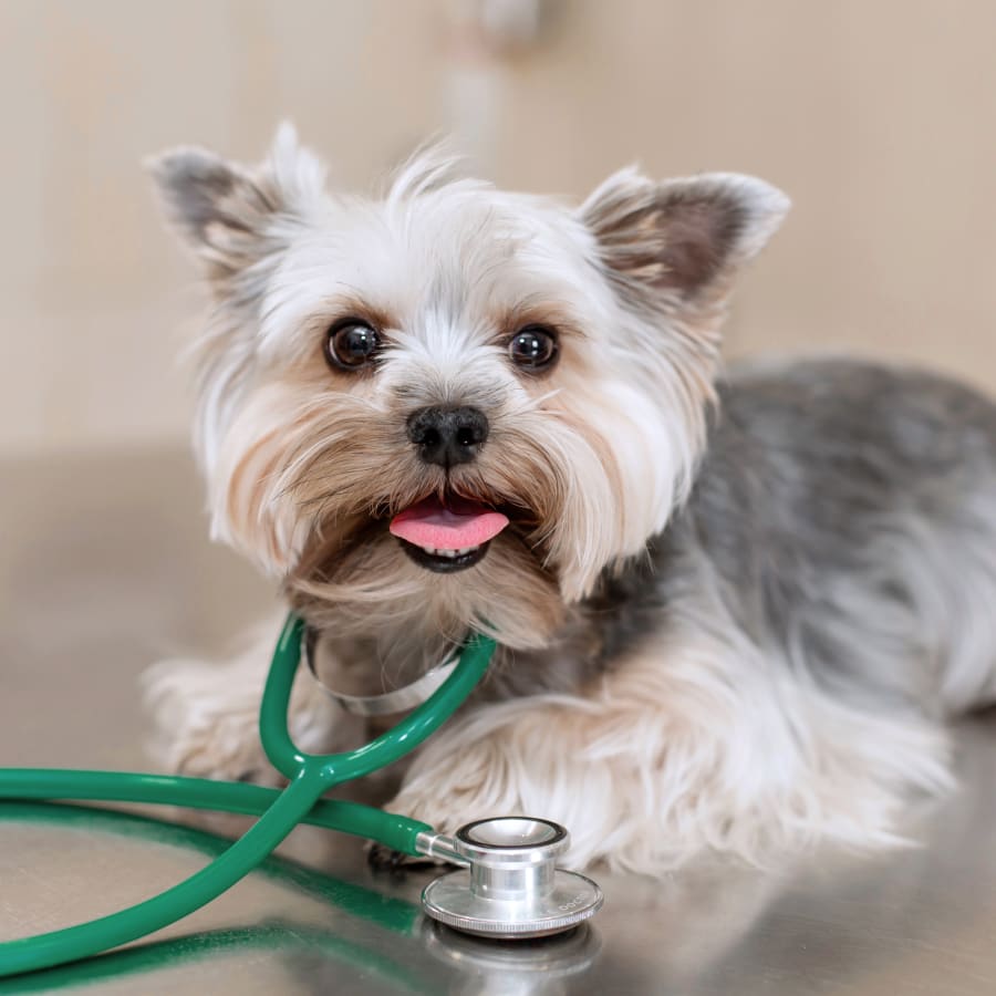 Diagnostic & Lab Technology, Tucson Vet