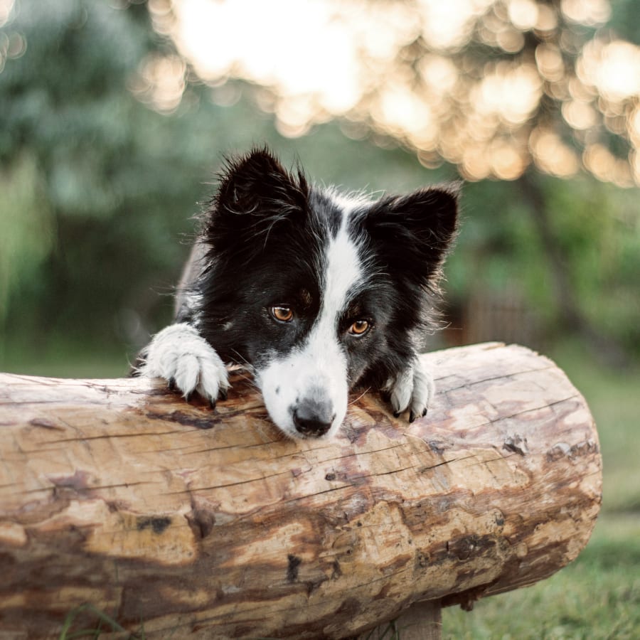 Veterinary Cold Laser Therapy, Tucson Veterinarians